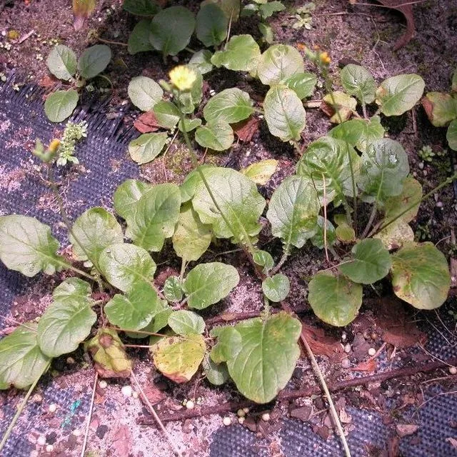 thumbnail for publication: Biology and Management of Asiatic False Hawksbeard (Youngia japonica) in Florida Ornamental Production and Landscapes